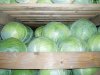 Как хранить капусту зимой?