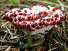 Какой гриб самый красивый?