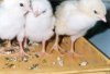 Как правильно ухаживать за цыплятами-бройлеров?