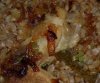 Как приготовить гречку с курицей и стручками фасоли в горшочке?