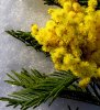 Какими свойствами обладает эфирное масло мимозы?