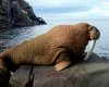 Кто такие моржи?