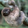 Какое самое медленное животное на земле? Какое самое медленное животное на земле?