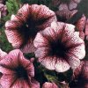 Как правильно сажать петунии? Как правильно сажать петунии?