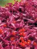 Как приготовить квашеную краснокочанную капусту? Как приготовить квашеную краснокочанную капусту?