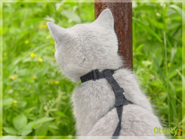Как одевать шлейку на кота Как одевать шлейку на кота