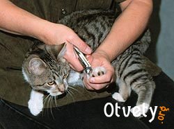 Как подстричь когти котенку Очень много кошек не любят, когда им подстригают когти. Лучше всего приучать их к проведению такой процедуры с самого детства. Некоторые кошки с большим удовольствием могут садиться на колени или на стол пока им подстригают когти, но чтобы ломать сопротивление других, вам могут понадобиться усилия. Попробуйте зафиксировать кошку в таком положении, как указано на рисунках. Нужно держать инструмент в своей правой руке. У кошек скрыты когти, потому следует очень осторожно нажимать на палец, придерживая подушечку между указательным и большим пальцами, таким образом, чтоб увидеть коготь. Таким образом будет легче подстричь котенку когти. Много кошек имеют довольно светлые когти, что разрешает увидеть их кровеносные сосуды и окончания нервных волокон, которые могут придавать основанию когтя немного розоватый оттенок и образовывать чувствительную зону. Лучше подстригать котенку коготь, соблюдая расстояние приблизительно два миллиметра от чувствительной зоны. Если вы зацепите чувствительную область, коготь станет кровоточить и вашему животному будет очень больно. Кусачки нужно располагать в перпендикулярном положении к когтю кошки (и обрезать сверху вниз). Светлые когти, в которых хорошо прослеживается чувствительная зона, вы можете подстричь за один раз. Если кусачки располагать в параллельном положении к когтю, то коготь животного может расслаиваться. Чем более острые кусачки, тем чище и ровнее будет обрез. А еще вы можете пользоваться пилочкой для ногтей, чтобы сглаживать конец когтя. Если использовать триммер гильотинного типа, его режущее лезвие (которое обычно обозначается желтым цветом) нужно располагать к вам лицом, а не лицевой частью к животному. Когти нужно подстригать сверху вниз, а не с разных сторон. Кончик когтя животного нужно помещать в специальное отверстие триммера, легким нажатием ручки его лезвие должно пройти через коготь. Ручки триммера можно направлять в сторону пола или в сторону потолка, так как вам будет удобнее. Если затупилось режущее лезвие, вы можете его менять, для того чтобы легче подстричь котенку коготь. У кошки есть когти, которые расположены на внутренней стороне обоих лап, прибылой коготь. Их необходимо стричь обязательно, потому что, таким образом он не могут стираться самостоятельно и могут вырастать в круг и даже врастать в подушечку. Если вы слишком глубоко обрезали коготь кошки, можно обработать кровоточащий коготь или попробовать остановить кровь из раны с помощью специальных средств. Однако, даже если ничего не предпринимать, кровь должна остановиться сама примерно через пять минут. 