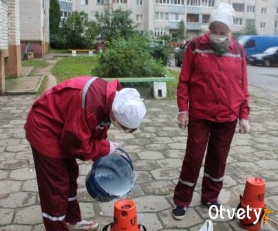 Как бороться с блохами в квартире?