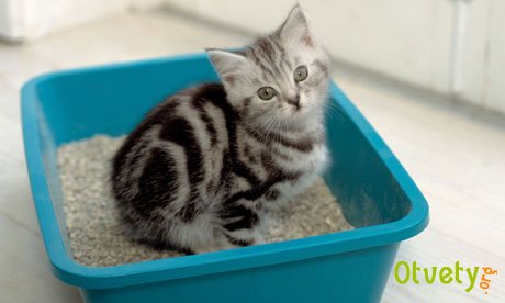 Как приучить котят к туалету