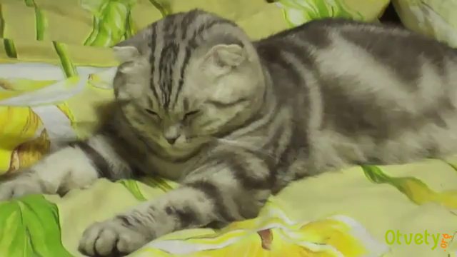 Как сделать подкожно укол кошке