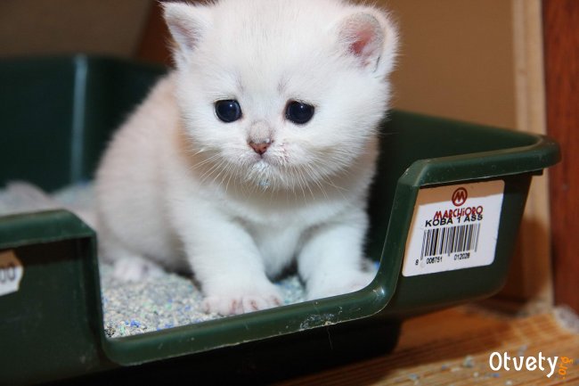 Как приучить кота к туалету?