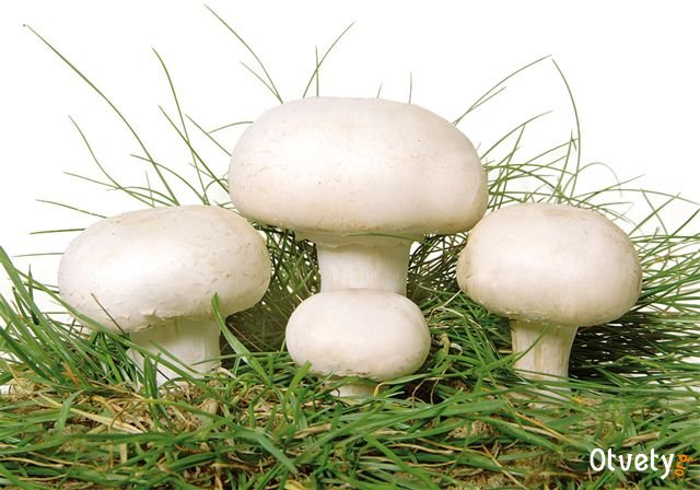 Как жарить замороженные шампиньоны. Главные правила, которые следует соблюдать в процессе жарки замороженных грибов. Рецепты блюд из шампиньонов.